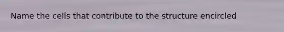 Name the cells that contribute to the structure encircled