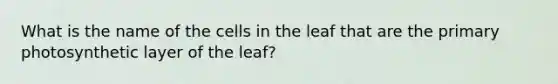 What is the name of the cells in the leaf that are the primary photosynthetic layer of the leaf?