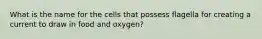 What is the name for the cells that possess flagella for creating a current to draw in food and oxygen?