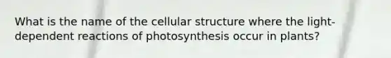 What is the name of the cellular structure where the light-dependent reactions of photosynthesis occur in plants?