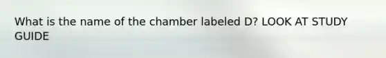 What is the name of the chamber labeled D? LOOK AT STUDY GUIDE