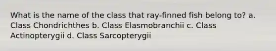 What is the name of the class that ray-finned fish belong to? a. Class Chondrichthes b. Class Elasmobranchii c. Class Actinopterygii d. Class Sarcopterygii