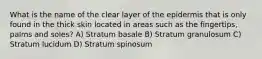 What is the name of the clear layer of the epidermis that is only found in the thick skin located in areas such as the fingertips, palms and soles? A) Stratum basale B) Stratum granulosum C) Stratum lucidum D) Stratum spinosum