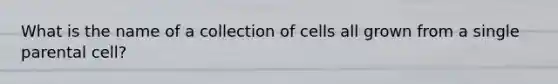 What is the name of a collection of cells all grown from a single parental cell?