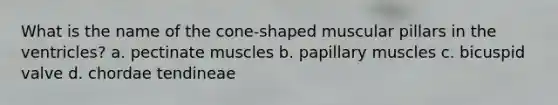 What is the name of the cone-shaped muscular pillars in the ventricles? a. pectinate muscles b. papillary muscles c. bicuspid valve d. chordae tendineae