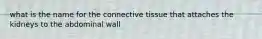 what is the name for the connective tissue that attaches the kidneys to the abdominal wall