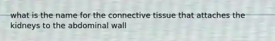 what is the name for the connective tissue that attaches the kidneys to the abdominal wall