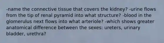 -name the connective tissue that covers the kidney? -urine flows from the tip of renal pyramid into what structure? -blood in the glomerulus next flows into what arteriole? -which shows greater anatomical difference between the sexes: ureters, urinary bladder, urethra?