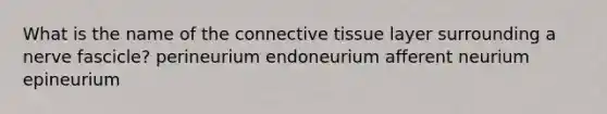 What is the name of the connective tissue layer surrounding a nerve fascicle? perineurium endoneurium afferent neurium epineurium