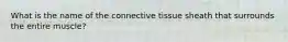 What is the name of the connective tissue sheath that surrounds the entire muscle?