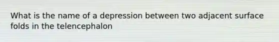 What is the name of a depression between two adjacent surface folds in the telencephalon