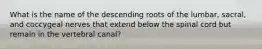 What is the name of the descending roots of the lumbar, sacral, and coccygeal nerves that extend below the spinal cord but remain in the vertebral canal?