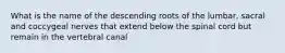 What is the name of the descending roots of the lumbar, sacral and coccygeal nerves that extend below the spinal cord but remain in the vertebral canal