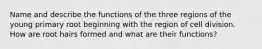 Name and describe the functions of the three regions of the young primary root beginning with the region of cell division. How are root hairs formed and what are their functions?