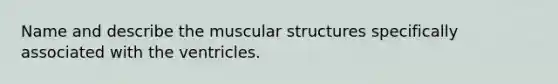 Name and describe the muscular structures specifically associated with the ventricles.