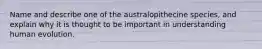 Name and describe one of the australopithecine species, and explain why it is thought to be important in understanding human evolution.