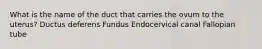 What is the name of the duct that carries the ovum to the uterus? Ductus deferens Fundus Endocervical canal Fallopian tube