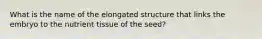 What is the name of the elongated structure that links the embryo to the nutrient tissue of the seed?