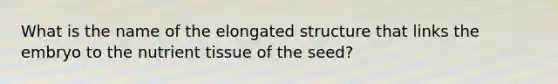 What is the name of the elongated structure that links the embryo to the nutrient tissue of the seed?