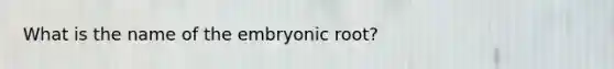 What is the name of the embryonic root?