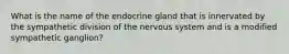 What is the name of the endocrine gland that is innervated by the sympathetic division of the nervous system and is a modified sympathetic ganglion?