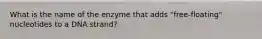 What is the name of the enzyme that adds "free-floating" nucleotides to a DNA strand?