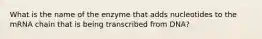 What is the name of the enzyme that adds nucleotides to the mRNA chain that is being transcribed from DNA?