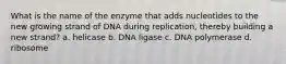 What is the name of the enzyme that adds nucleotides to the new growing strand of DNA during replication, thereby building a new strand? a. helicase b. DNA ligase c. DNA polymerase d. ribosome