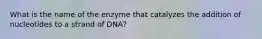 What is the name of the enzyme that catalyzes the addition of nucleotides to a strand of DNA?