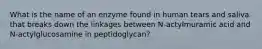 What is the name of an enzyme found in human tears and saliva that breaks down the linkages between N-actylmuramic acid and N-actylglucosamine in peptidoglycan?