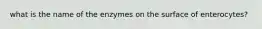 what is the name of the enzymes on the surface of enterocytes?