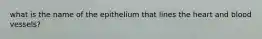 what is the name of the epithelium that lines the heart and blood vessels?