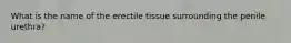 What is the name of the erectile tissue surrounding the penile urethra?