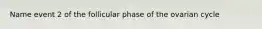 Name event 2 of the follicular phase of the ovarian cycle