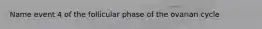 Name event 4 of the follicular phase of the ovarian cycle