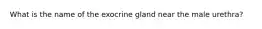 What is the name of the exocrine gland near the male urethra?