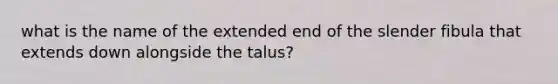 what is the name of the extended end of the slender fibula that extends down alongside the talus?