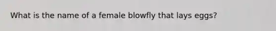 What is the name of a female blowfly that lays eggs?