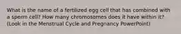 What is the name of a fertilized egg cell that has combined with a sperm cell? How many chromosomes does it have within it? (Look in the Menstrual Cycle and Pregnancy PowerPoint)