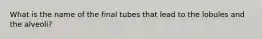 What is the name of the final tubes that lead to the lobules and the alveoli?