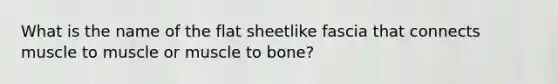 What is the name of the flat sheetlike fascia that connects muscle to muscle or muscle to bone?