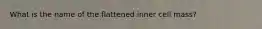 What is the name of the flattened inner cell mass?