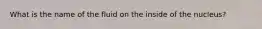 What is the name of the fluid on the inside of the nucleus?