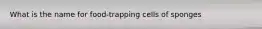 What is the name for food-trapping cells of sponges