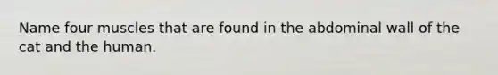 Name four muscles that are found in the abdominal wall of the cat and the human.