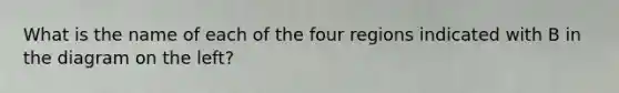 What is the name of each of the four regions indicated with B in the diagram on the left?