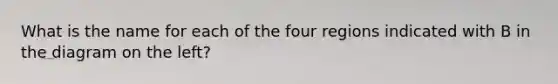 What is the name for each of the four regions indicated with B in the diagram on the left?