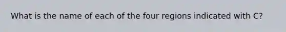 What is the name of each of the four regions indicated with C?