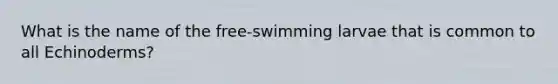 What is the name of the free-swimming larvae that is common to all Echinoderms?