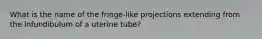 What is the name of the fringe-like projections extending from the infundibulum of a uterine tube?